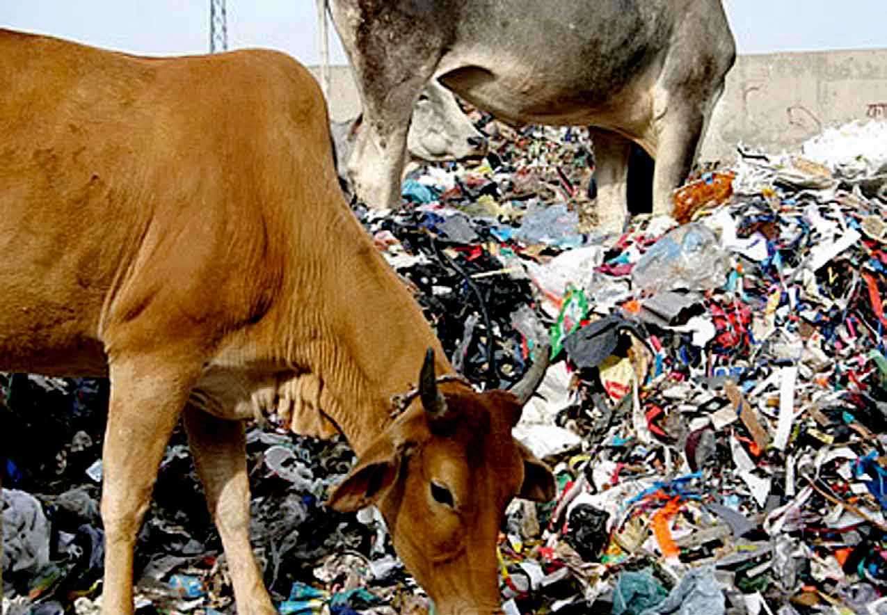 Убило мусоркой. Загрязненная экология животные.