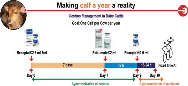 HOLSTEIN & JERSEY VS. BUFFALO - Prof. U. K. Atheya, Dairy Animals