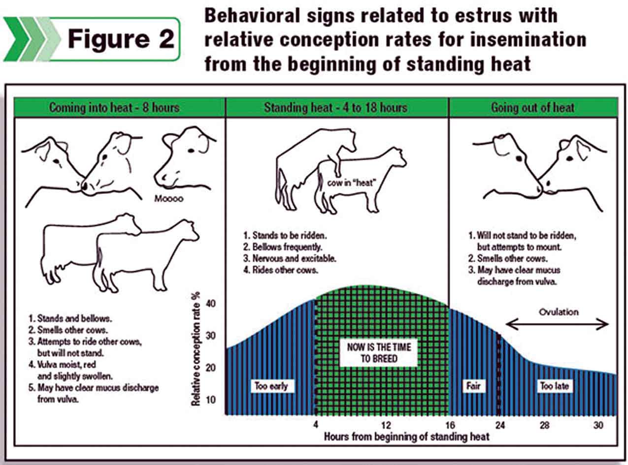 Cattle Line Chart