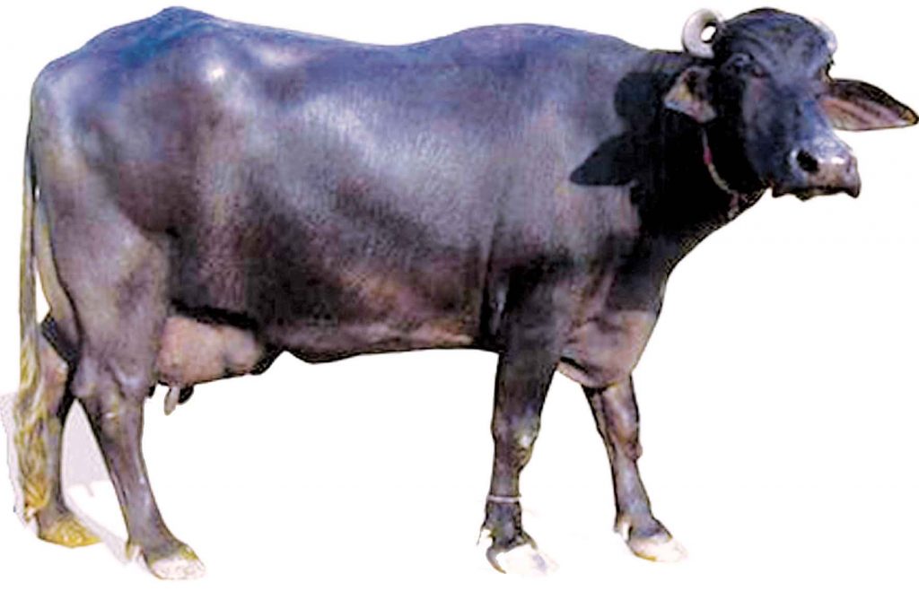 jersey buffalo