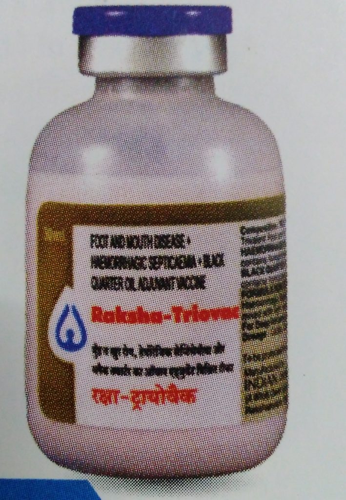 vaccination in cows, foot and mouth
