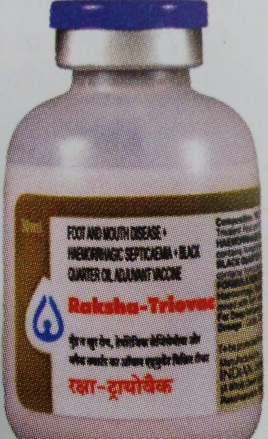 vaccination in cows