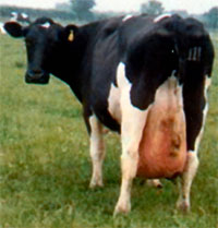 mastitis