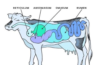 Cattle Nutrition