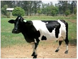 Breeds of Cows