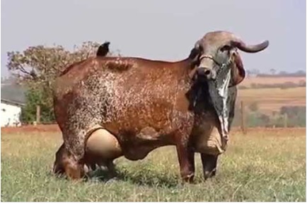 Breeds of Cows
