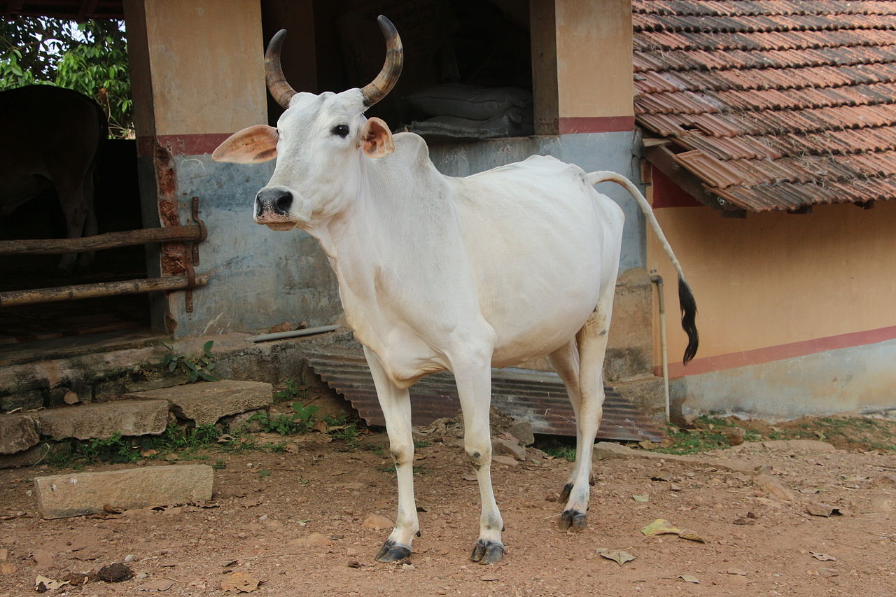 Indian Cow Breeds