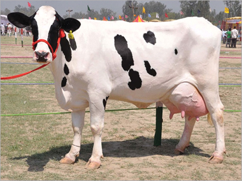 HOLSTEIN & JERSEY VS. BUFFALO - Prof. U. K. Atheya, Dairy Animals