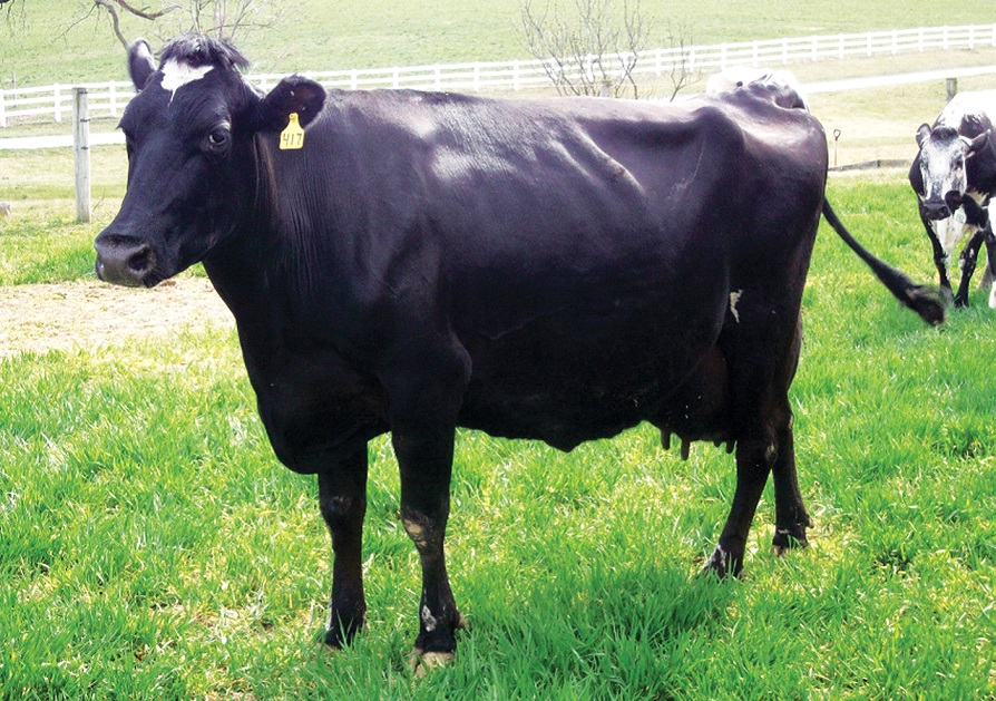 Breeds of Cows