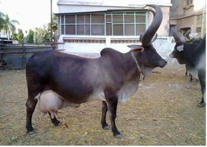 Breeds of Cows