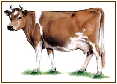 Breeds of Cows