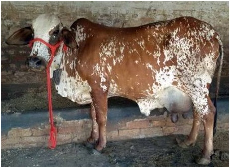 Breeds of Cows