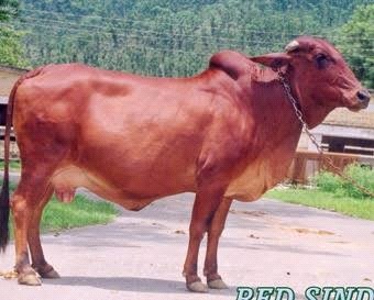 Breeds of Cows