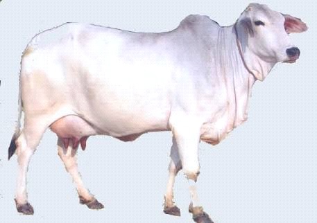 Breeds of Cows