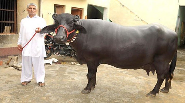 Indian buffalo breeds