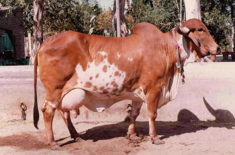 Breeds of Cows