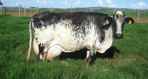 Dairy Production