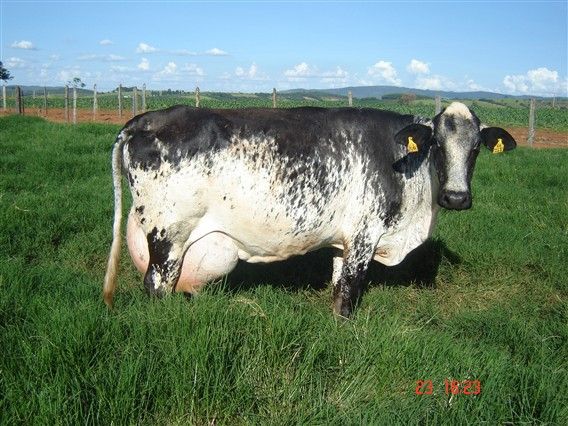 Dairy Production