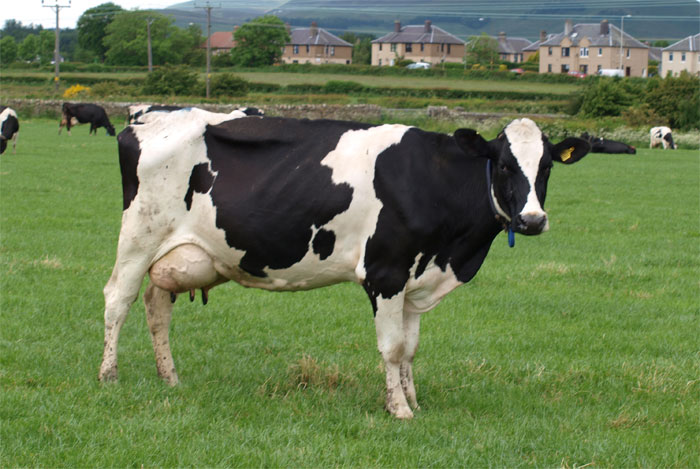 dairy production