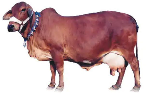 Breeds of Cows