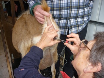 Artificial Insemination in Goat