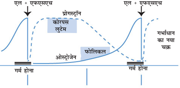 गायों मे प्रजनन