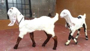 Jamunapari Goat | Prof. U. K. Atheya, Dairy Animal, India,
