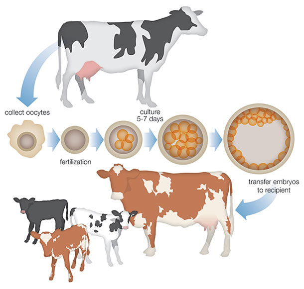 MULTIPLE OVULATION AND EMBRYO TRANSFER